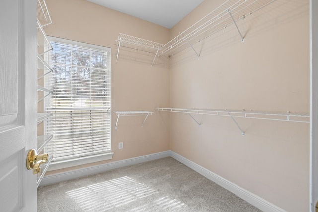 walk in closet with carpet flooring