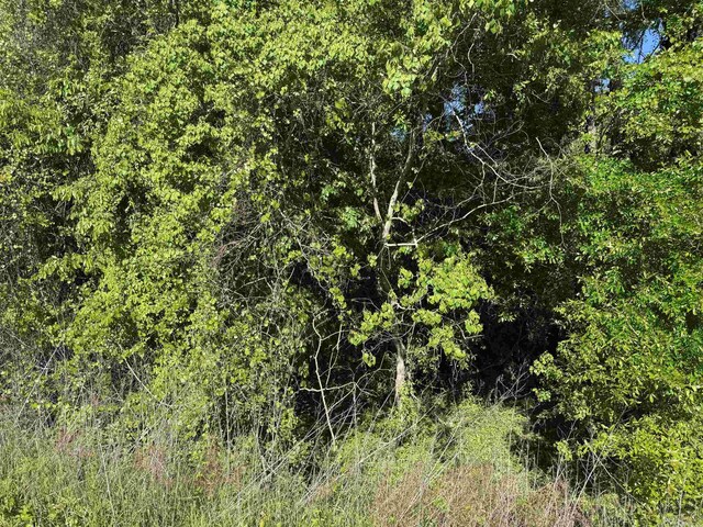 Palawan Rd, Tallahassee, FL 32305 - photo 7