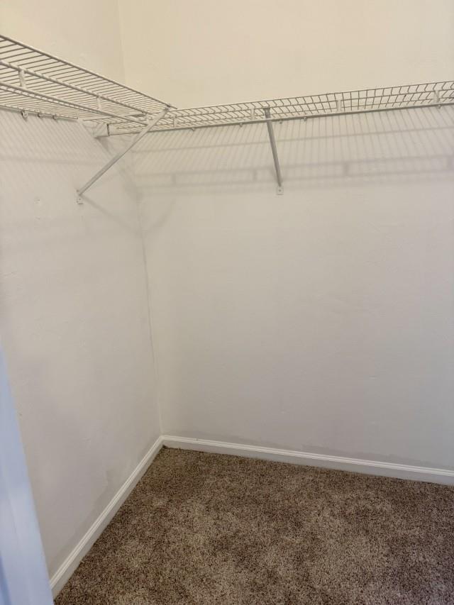 walk in closet with carpet floors