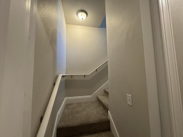 stairway featuring carpet floors