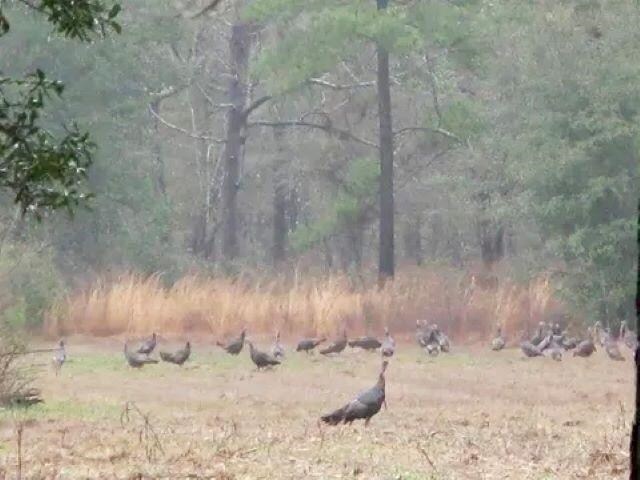 26070 Blue Star Hwy, Quincy, FL 32351 - photo 31
