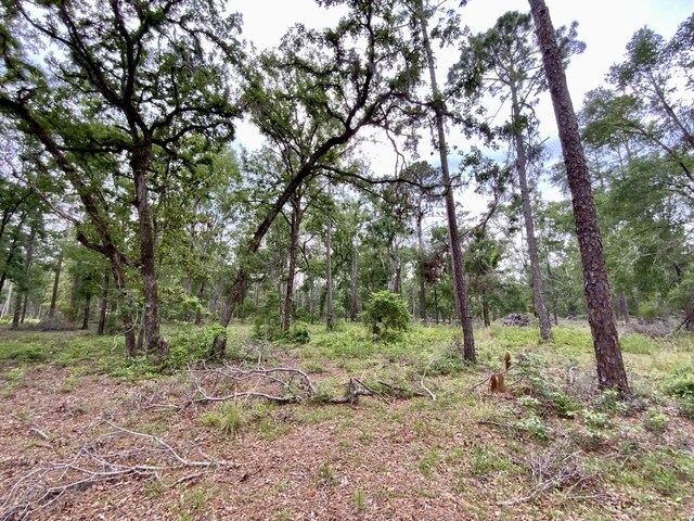 VACANT NE Bellville Rd, Pinetta, FL 32350 - photo 7