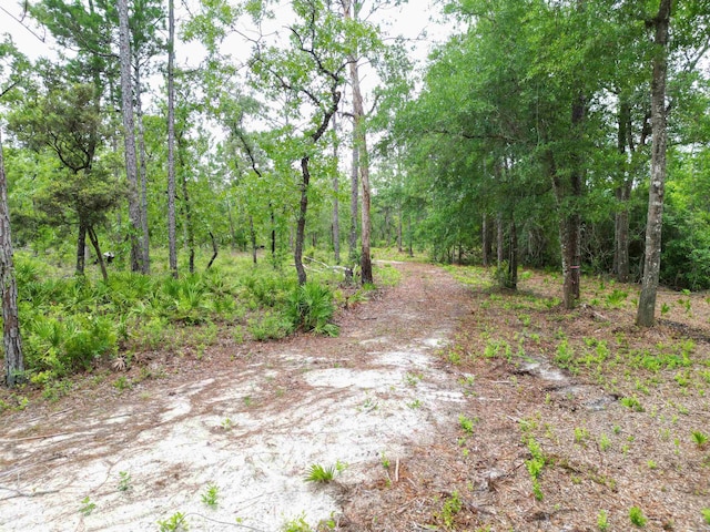 TBD NE Lowery Acres Rd, Hosford, FL 32334 - photo 14