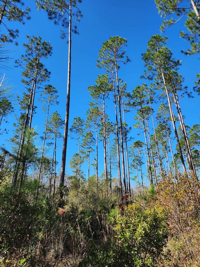 Listing photo 3 for LOT44 SW Ontario Rd, Greenville FL 32331