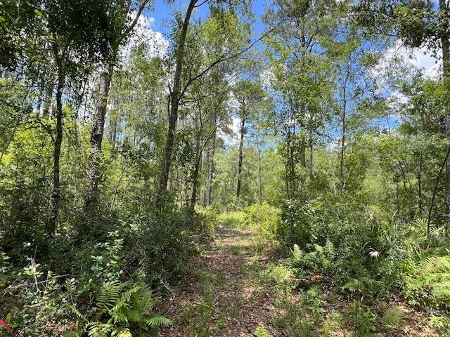 TBD SW Open Sands Loop, Greenville, FL 32331 - photo 5