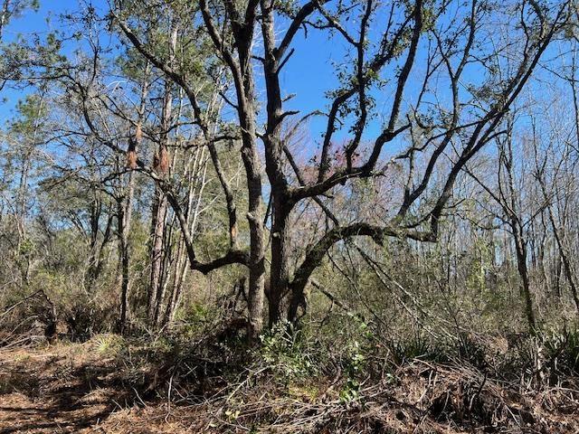 TBD SW Open Sands Loop, Greenville, FL 32331 - photo 2