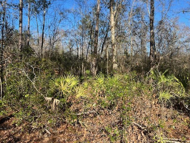 TBD SW Open Sands Loop, Greenville, FL 32331 - photo 9