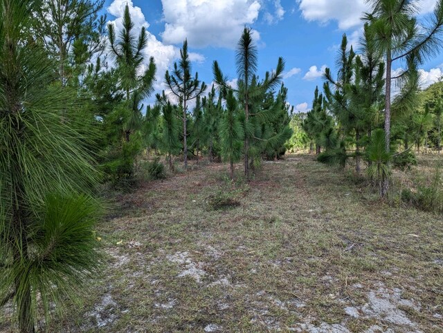 VACANT NE Mango Ave, Lee, FL 32059 - photo 4