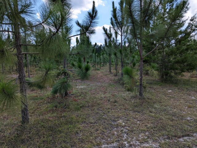 VACANT NE Mango Ave, Lee, FL 32059 - photo 6