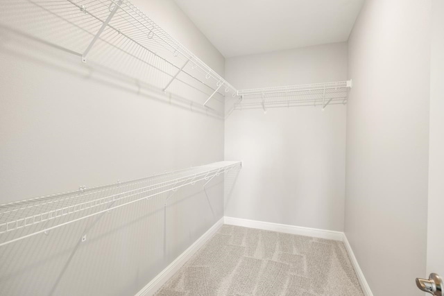 walk in closet with carpet floors