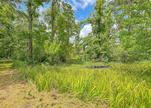 7420 Hickock Ct, Tallahassee, FL 32311 - view of local wilderness