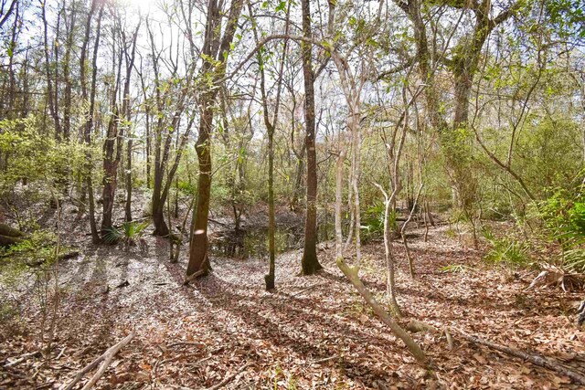 view of local wilderness