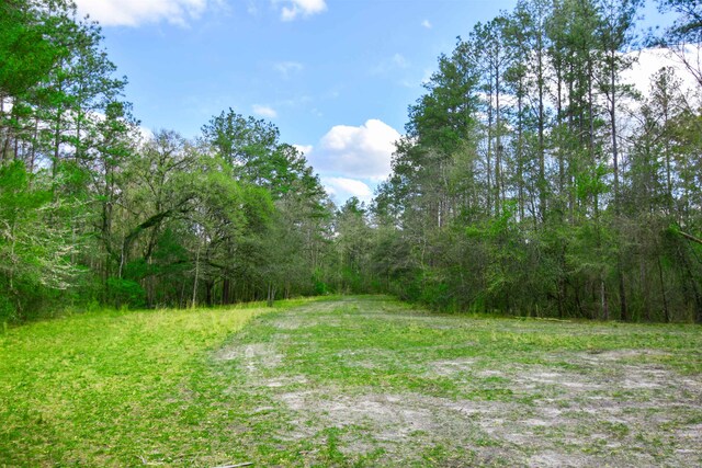 view of local wilderness