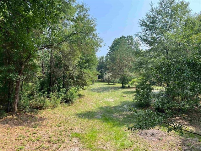 view of local wilderness