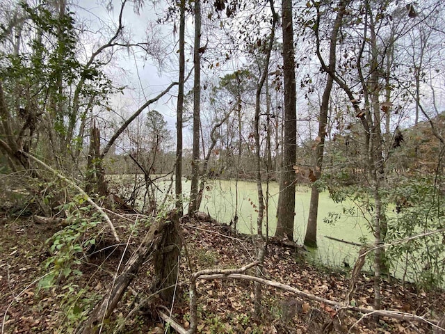 view of local wilderness