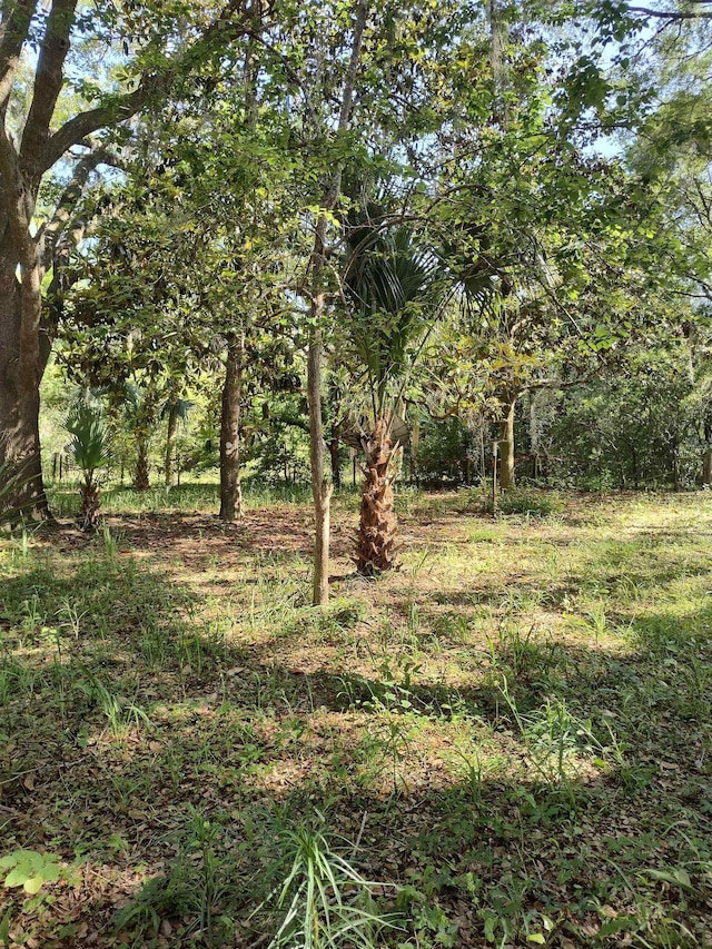 view of local wilderness