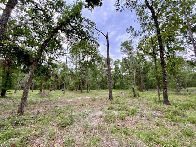 VACANT NE Bellville Rd, Pinetta, FL 32350 - photo 5