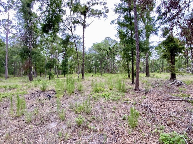 VACANT NE Bellville Rd, Pinetta, FL 32350 - photo 4