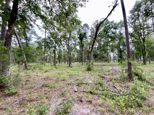 VACANT NE Bellville Rd, Pinetta, FL 32350 - photo 9