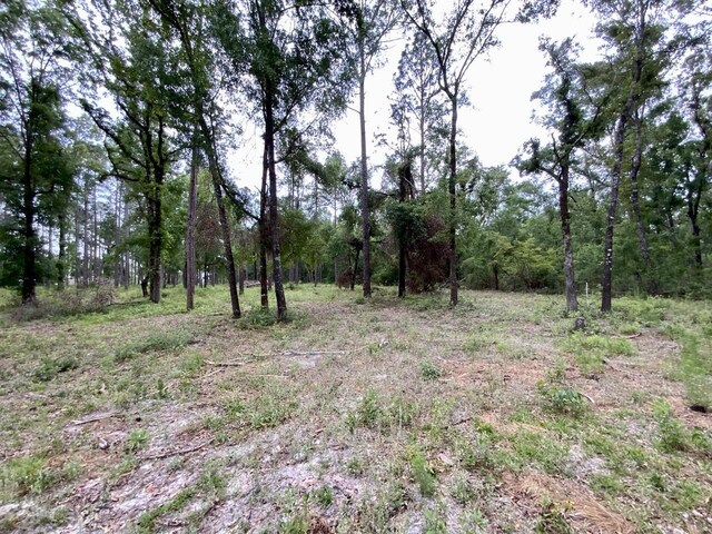 VACANT NE Bellville Rd, Pinetta, FL 32350 - photo 17