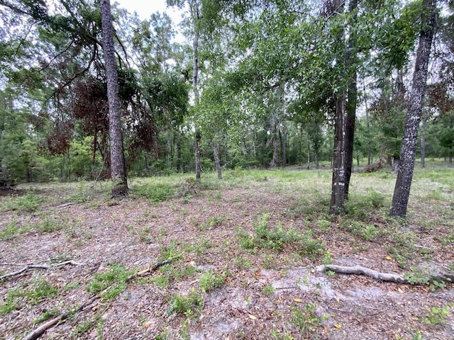 VACANT NE Bellville Rd, Pinetta, FL 32350 - photo 21