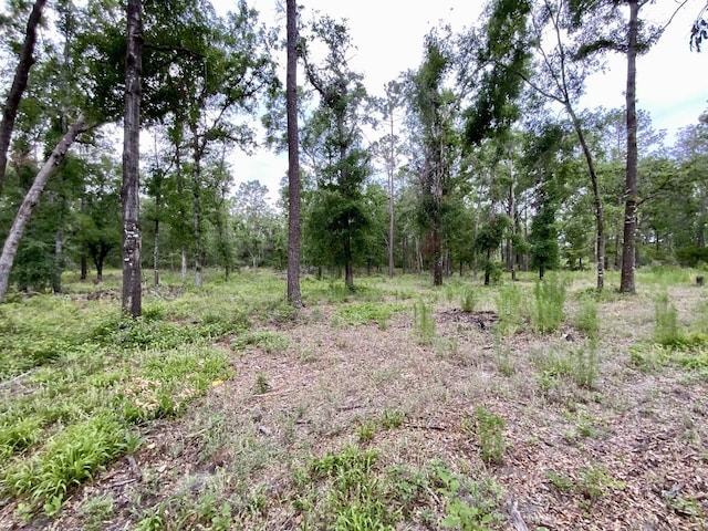 VACANT NE Bellville Rd, Pinetta, FL 32350 - photo 3