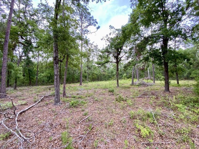 VACANT NE Bellville Rd, Pinetta, FL 32350 - photo 12