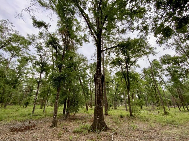 VACANT NE Bellville Rd, Pinetta, FL 32350 - photo 15
