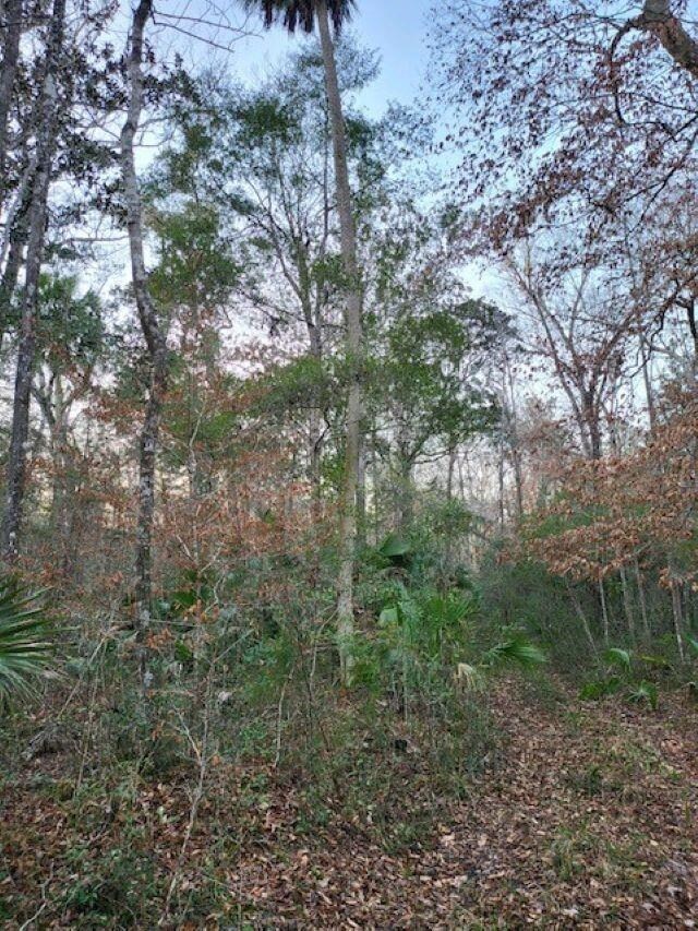 XX River Plantation Rd, Crawfordville, FL 32327 - photo 6