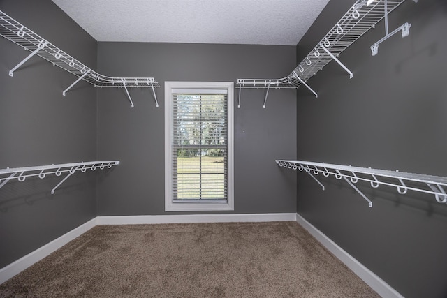 spacious closet featuring carpet flooring