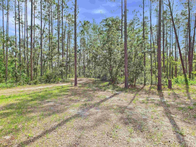 18722 Key Deer Ct, Keaton Beach, FL 32348 - view of tree filled area