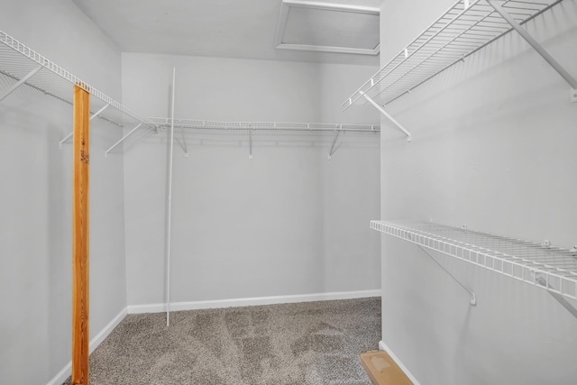 walk in closet with carpet floors