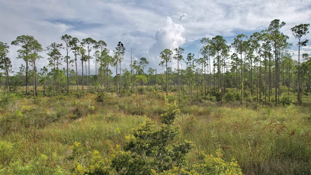 XX Mill Rd, Carrabelle, FL 32322 - photo 12