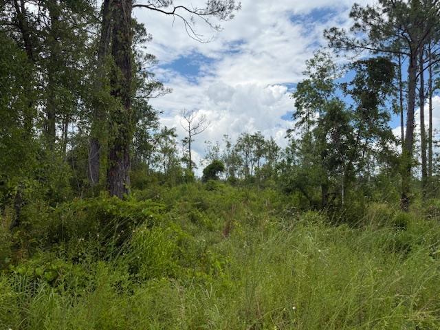TBD Albert Hendry Rd, Greenville, FL 32331 - photo 25