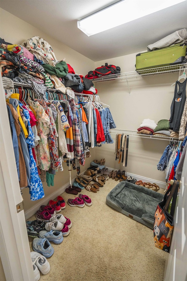 3204 Gallant Fox Trl, Tallahassee, FL 32309 - walk in closet with carpet flooring