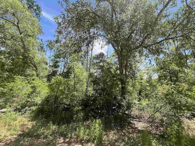 TBD Tamarac Rd, Marianna, FL 32448 - photo 7