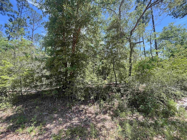 TBD Tamarac Rd, Marianna, FL 32448 - photo 8