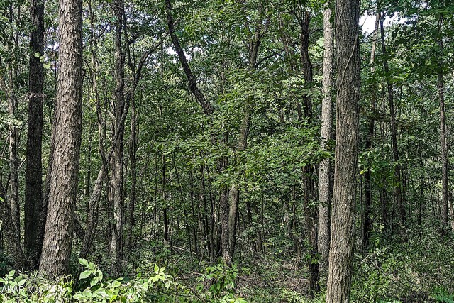 OFF Addison Ridge Rd, Clearville, PA 15535 - photo 14