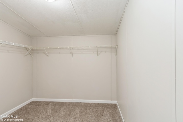 spacious closet featuring carpet flooring