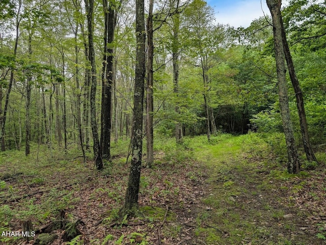 263 Helixville Rd, Schellsburg, PA 15559 - view of tree filled area