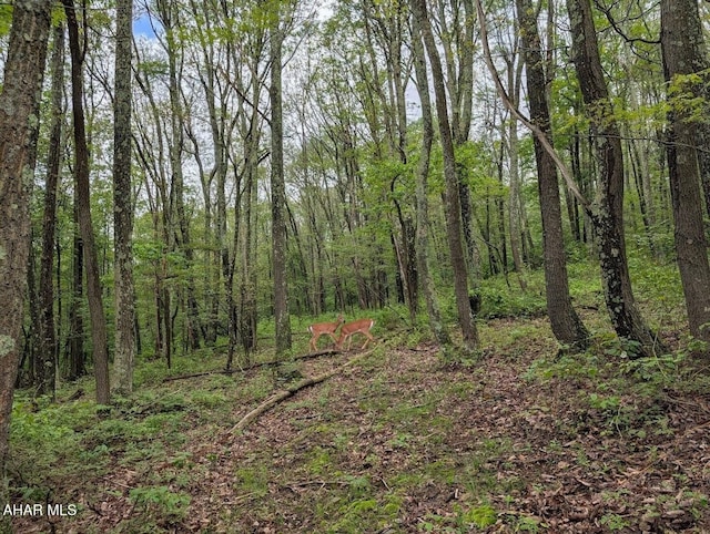263 Helixville Rd, Schellsburg, PA 15559 - view of tree filled area