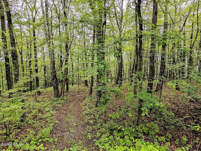 263 Helixville Rd, Schellsburg, PA 15559 - view of wooded area