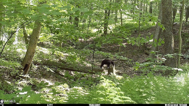 5168 Black Log Rd, Orbisonia, PA 17243 - view of nature