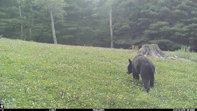 5168 Black Log Rd, Orbisonia, PA 17243 - view of grassy yard