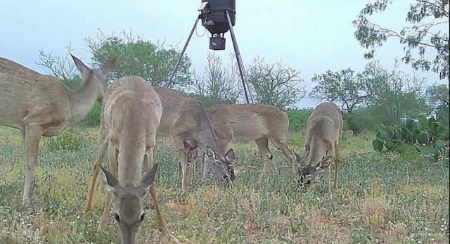 1809 County Road 287, Concepcion, TX 78349