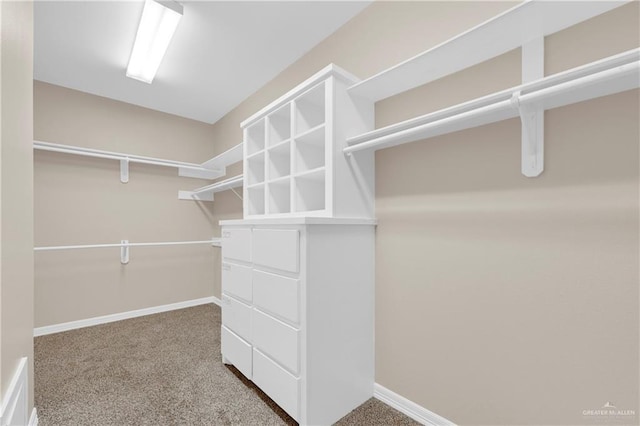 spacious closet featuring carpet flooring