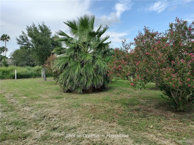 9458 Charles Green Rd, Edcouch, TX 78538 - view of grassy yard