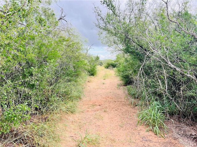 view of local wilderness