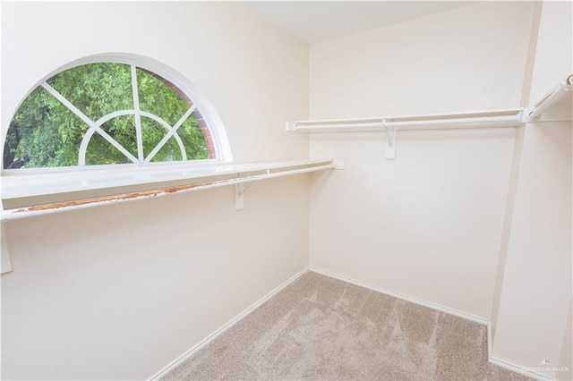 walk in closet featuring carpet flooring