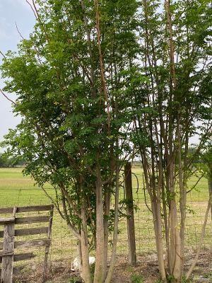 view of nature featuring a rural view